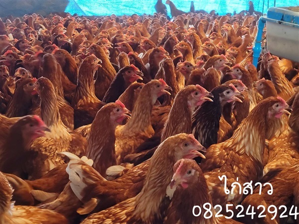 ไก่ไข่สาว | บ้านสวน พันสุข - เมืองอุดรธานี อุดรธานี