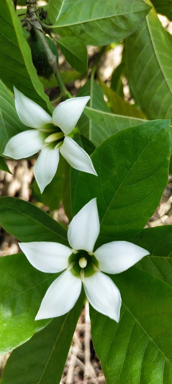 ต้นพุดนำ้ ส่งเก็บเงินปลายทาง | สมพงศ์ฟาร์ม - เมืองตรัง ตรัง