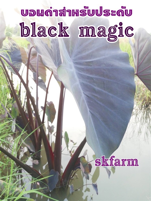 บอนดำ black magic | sk-organic - บางปะหัน พระนครศรีอยุธยา