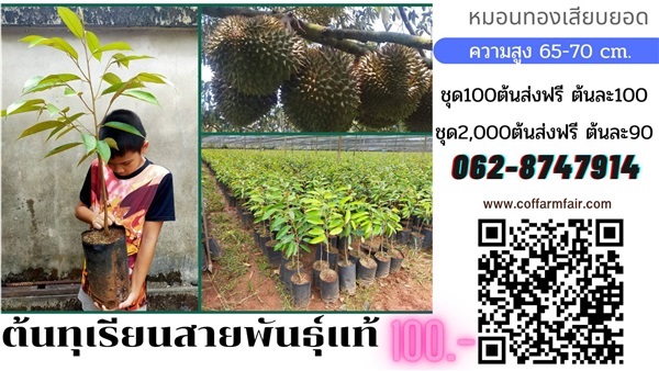 ส่งฟรีต้นทุเรียนหมอนทองแท้ ทรงกระโดง ต้นละ100 เสียบยอดชุด100 | สนั่นดังกล้าต้นไม้ - เมืองชุมพร ชุมพร