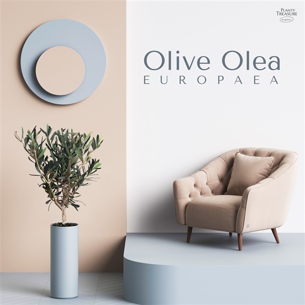 Olive "Olea Europaea"  | Planty Treasure - ประเวศ กรุงเทพมหานคร