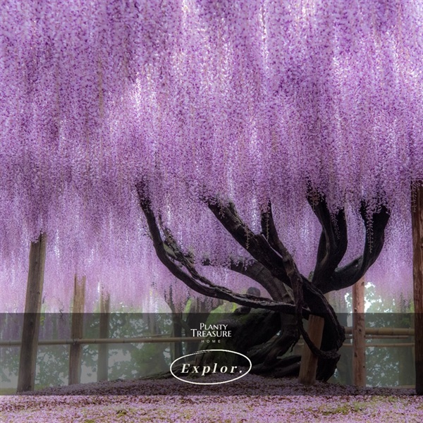 Wisteria | Planty Treasure - ประเวศ กรุงเทพมหานคร