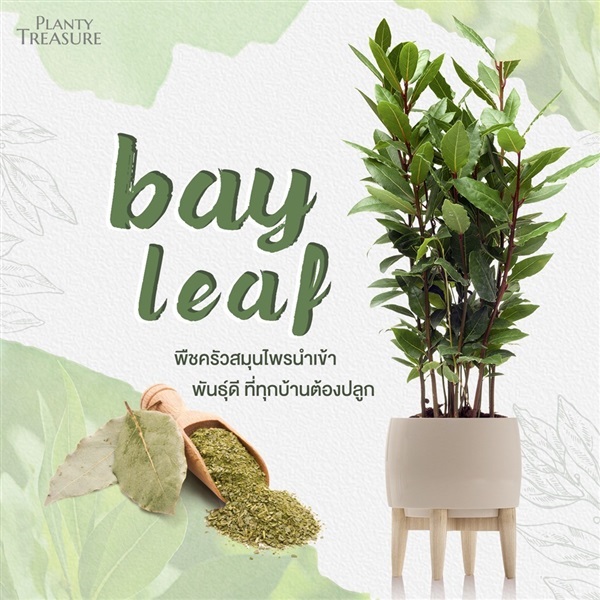 ฺBayleaf | Planty Treasure - ประเวศ กรุงเทพมหานคร