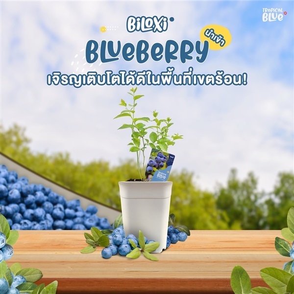 Blueberry "Biloxi" | Planty Treasure - ประเวศ กรุงเทพมหานคร
