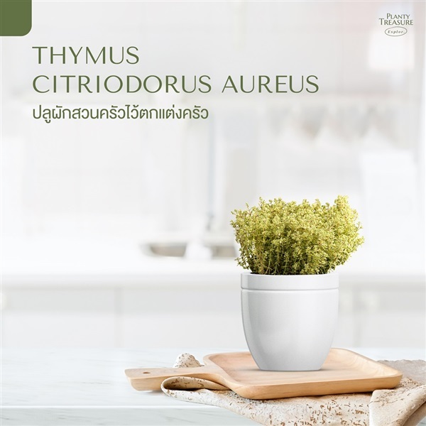 Thymes  | Planty Treasure - ประเวศ กรุงเทพมหานคร