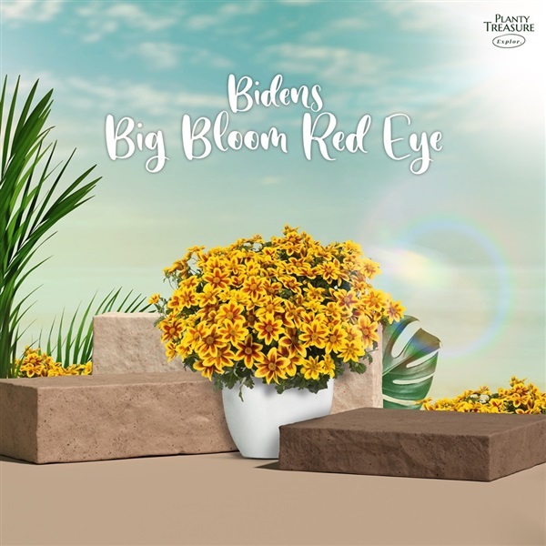 Bidens "Big Bloom Red Eye" | Planty Treasure - ประเวศ กรุงเทพมหานคร