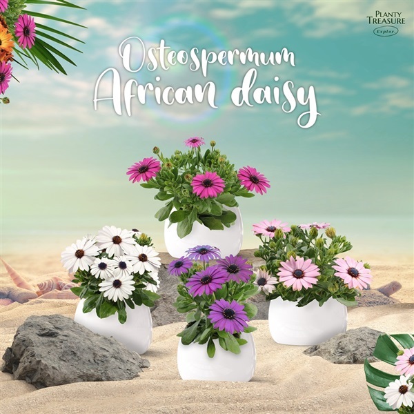African Daisy | Planty Treasure - ประเวศ กรุงเทพมหานคร