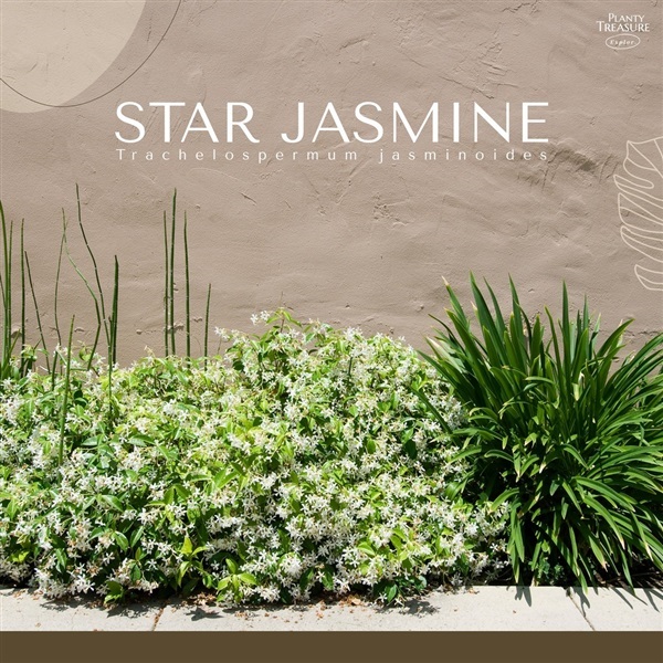 Star Jasmine | Planty Treasure - ประเวศ กรุงเทพมหานคร