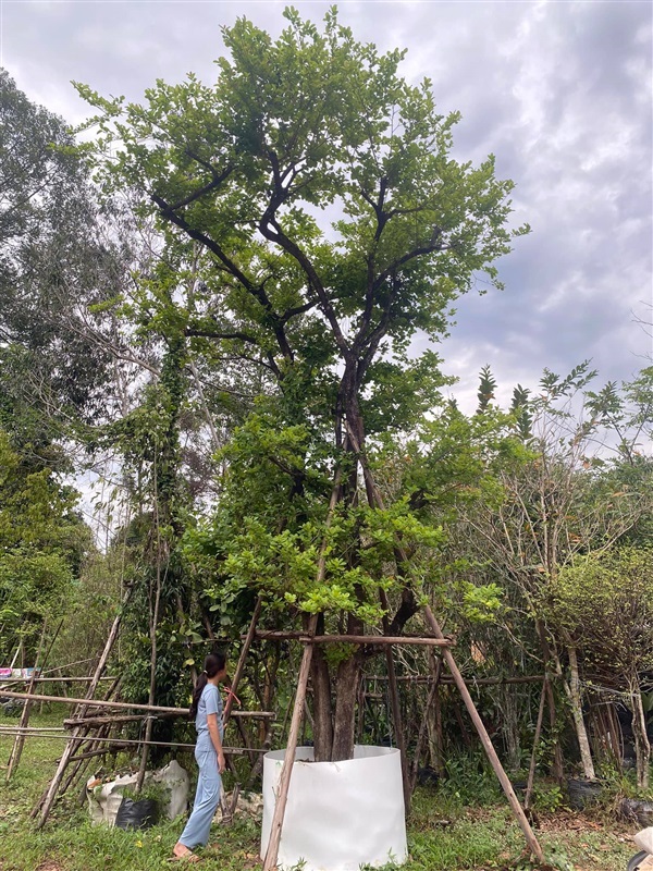 ต้นหมากเม่า | khonkaimai -  ปราจีนบุรี