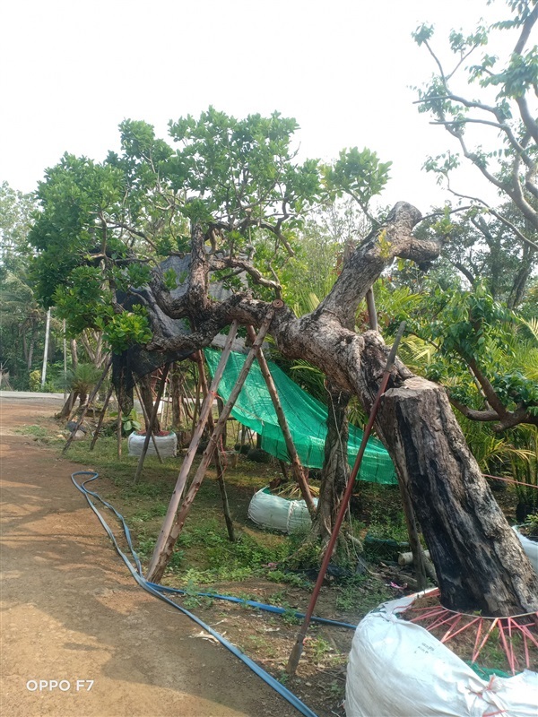 ต้นหว้าน้ำโขง | เอไม้ประดับ -  เชียงใหม่