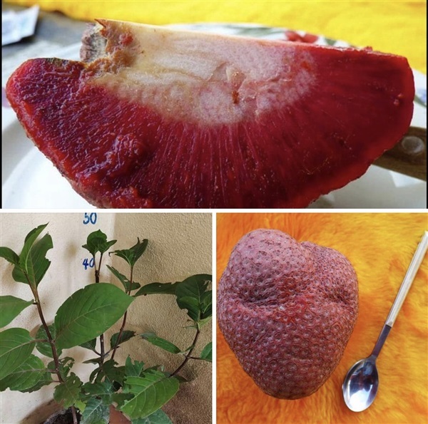 African red peach /Nauclea latifolia