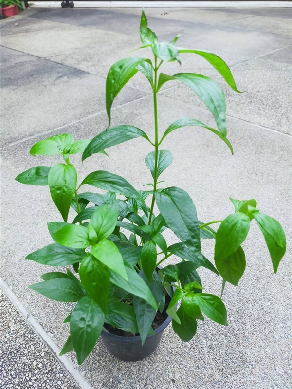 ต้นฟ้าทะลายโจร