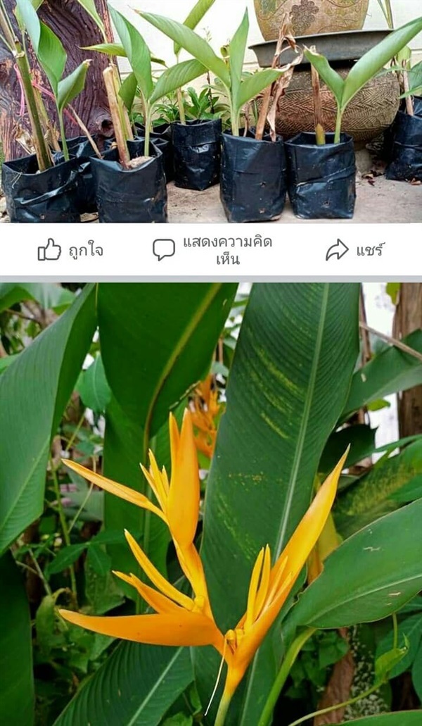 #ปักษาสวรรค์ 