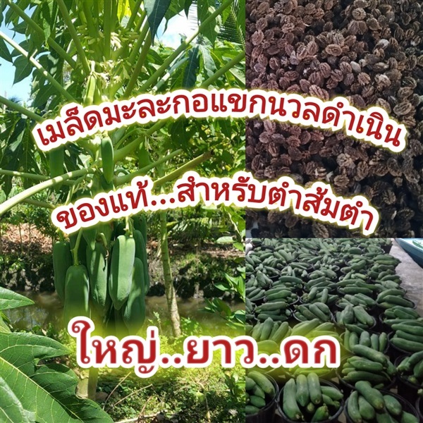 เมล็ดมะละกอแขกนวลดำเนิน | สวนเฮียบูน -  ราชบุรี