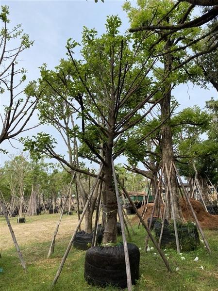 ต้นมั่งมี | สวนต้นอ้อ พันธุ์ไม้ - แก่งคอย สระบุรี