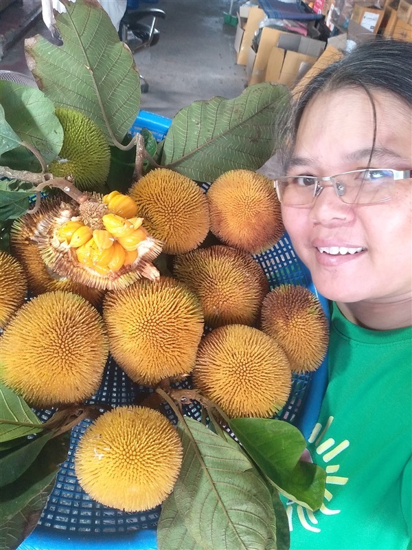 ขายขนุนป่า เมล็ด/ต้นกล้าจำนวนมาก | เมล็ดพันธุ์ดี เกษตรวิถีไทย - เมืองระยอง ระยอง