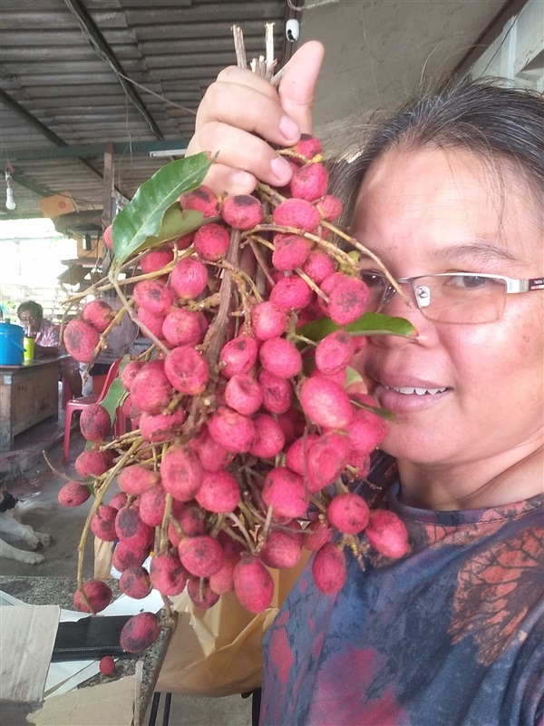 หมากแงว คอแลน ลิ้นจี่อีสาน | เมล็ดพันธุ์ดี เกษตรวิถีไทย - เมืองระยอง ระยอง