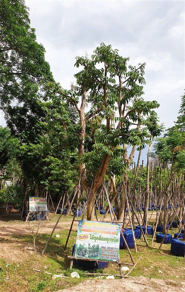 อินทนิล | สวน ป.สมพงษ์ - แก่งคอย สระบุรี