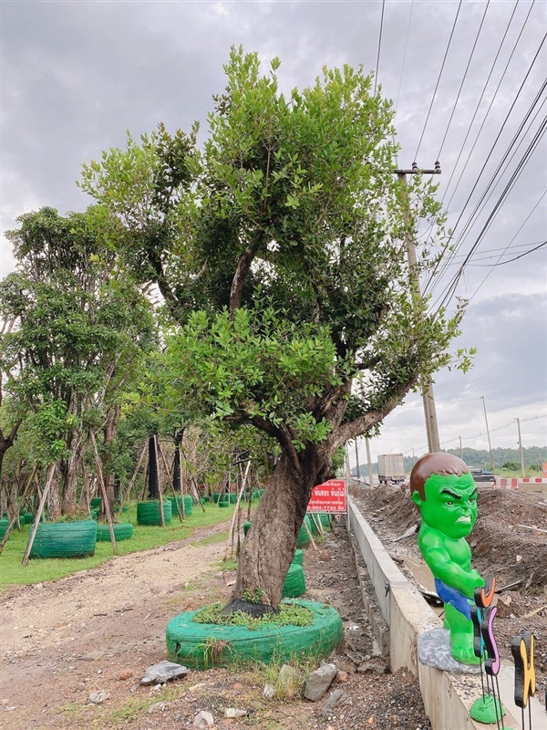 หว้าแม่น้ำโขง | สวนพันเงิน พันทอง -  สระบุรี