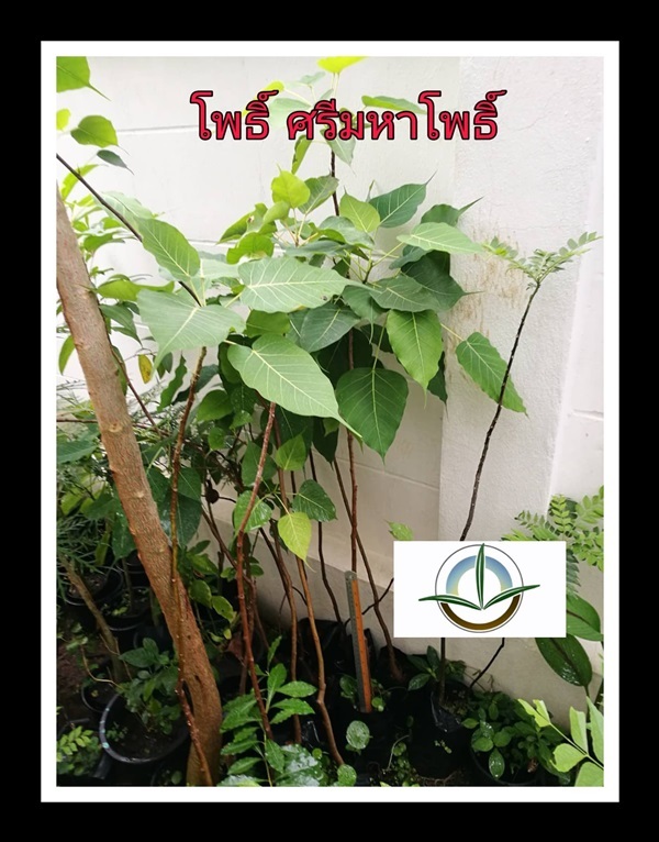 ต้นโพธิ์ ศรีมหาโพธิ์ | วรากรสมุนไพร - เมืองนครราชสีมา นครราชสีมา