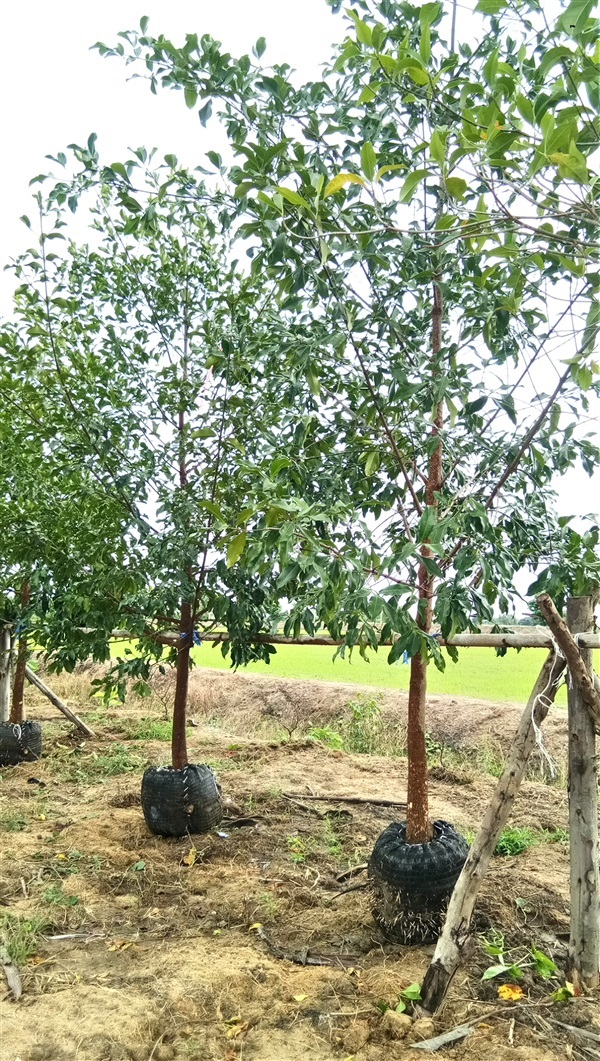 มั่งมี | สวนไอริณพันธุ์ไม้ - สามชุก สุพรรณบุรี