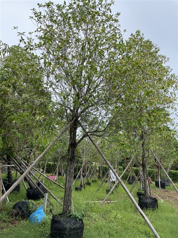ต้นกันเกรา | สวนพร้อมพันธุ์ไม้ -  ปราจีนบุรี