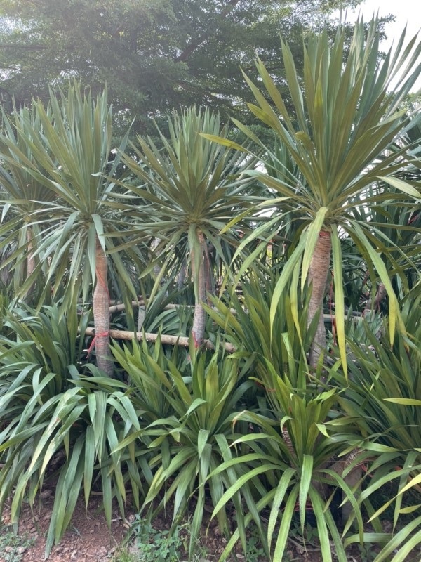 ต้นจันผา | สวนพร้อมพันธุ์ไม้ -  ปราจีนบุรี