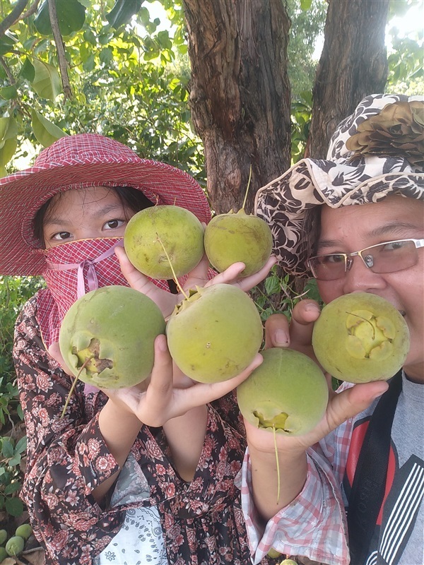 เมล็ดพันธุ์ผักกระโดนโคก | เมล็ดพันธุ์ดี เกษตรวิถีไทย - เมืองระยอง ระยอง