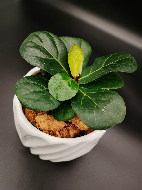 ไทรใบสัก ไม้ฟอกอากาศ Fiddle-leaf fig ต้นไม้ยอดนิยม | ร้าน Dr. Plant - สันทราย เชียงใหม่