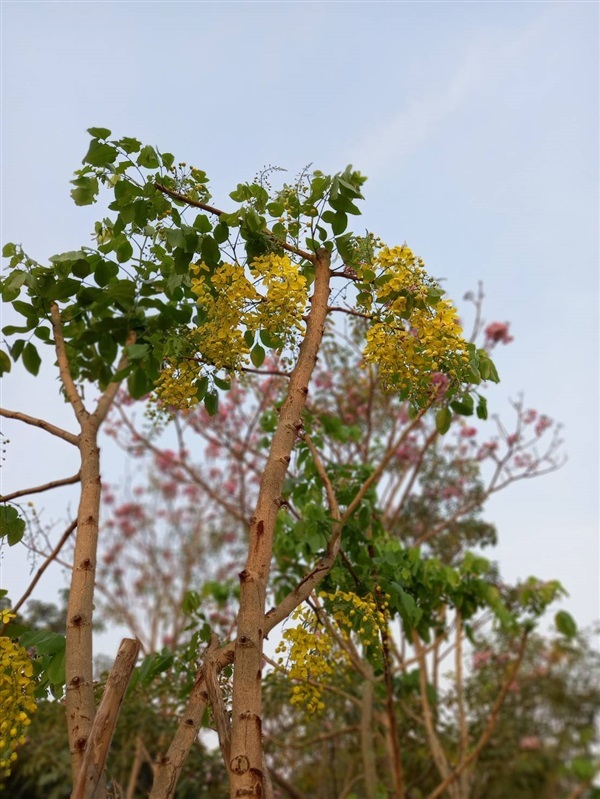 ราชพฤกษ์(คูณเหลือง) | สวนไอริณพันธุ์ไม้ - สามชุก สุพรรณบุรี