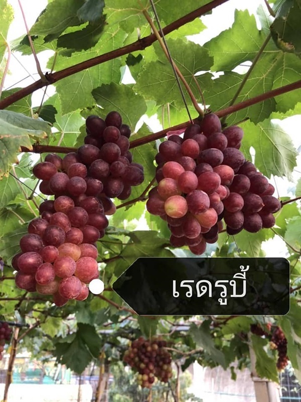 #องุ่น สายพันธุ์ญี่ปุ่น #มานิเคลียร์   | Drenglish Garden มหาสารคาม - กันทรวิชัย มหาสารคาม