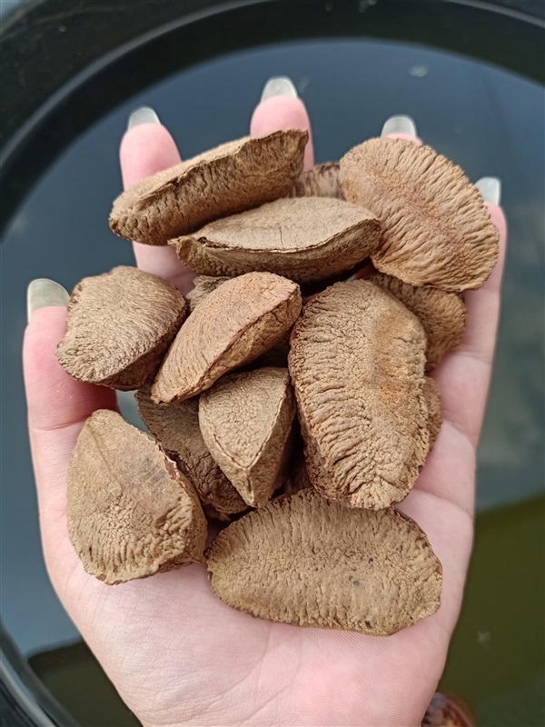  เมล็ดบราซิลนัท ( Brazil nut )