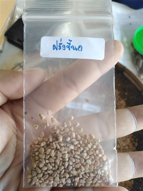 เมล็ดฝรั่งขี้นกใส้แดง | เมล็ดพันธุ์ดี เกษตรวิถีไทย - เมืองระยอง ระยอง