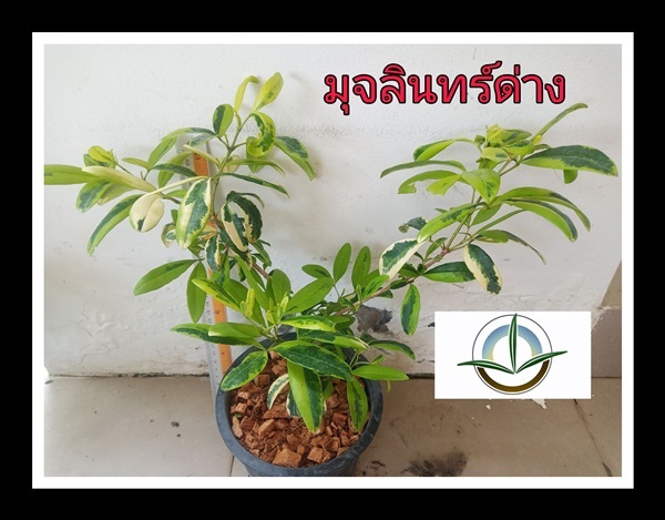 มุจลินทร์ด่าง ไม้ด่าง ไม้ดอกหอม หายาก