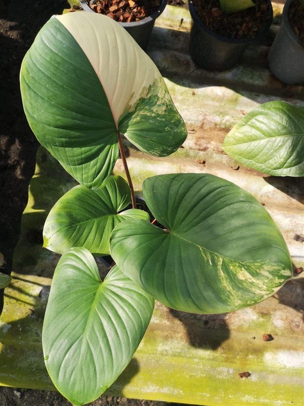 เสน่ห์จันทร์บุษราคัม | Nature Plant By sunnii - เมืองลพบุรี ลพบุรี