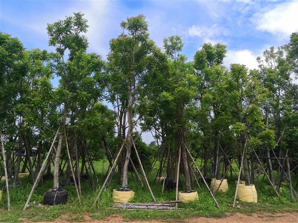 แคนา | โชคพันธุ์ไม้ - เมืองปราจีนบุรี ปราจีนบุรี