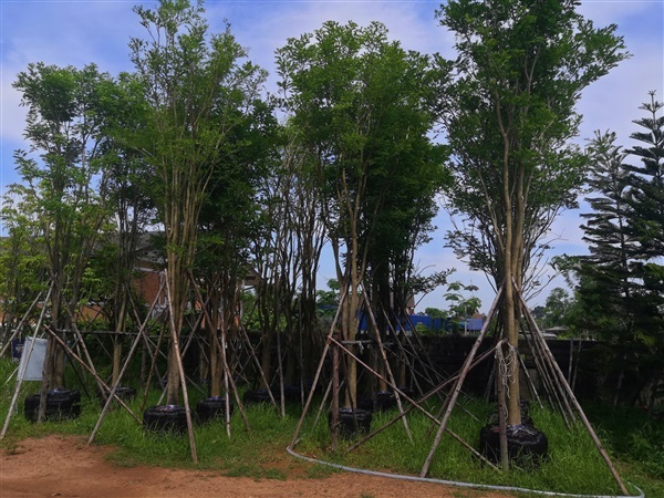 กระพี้จั่น | โชคพันธุ์ไม้ - เมืองปราจีนบุรี ปราจีนบุรี