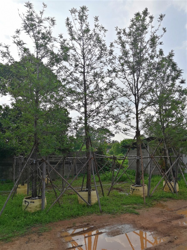 ต้นซิลเวอร์โอ๊ค  | โชคพันธุ์ไม้ - เมืองปราจีนบุรี ปราจีนบุรี