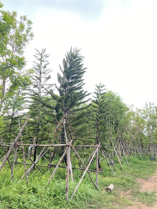 สนฉัตร | โชคพันธุ์ไม้ - เมืองปราจีนบุรี ปราจีนบุรี