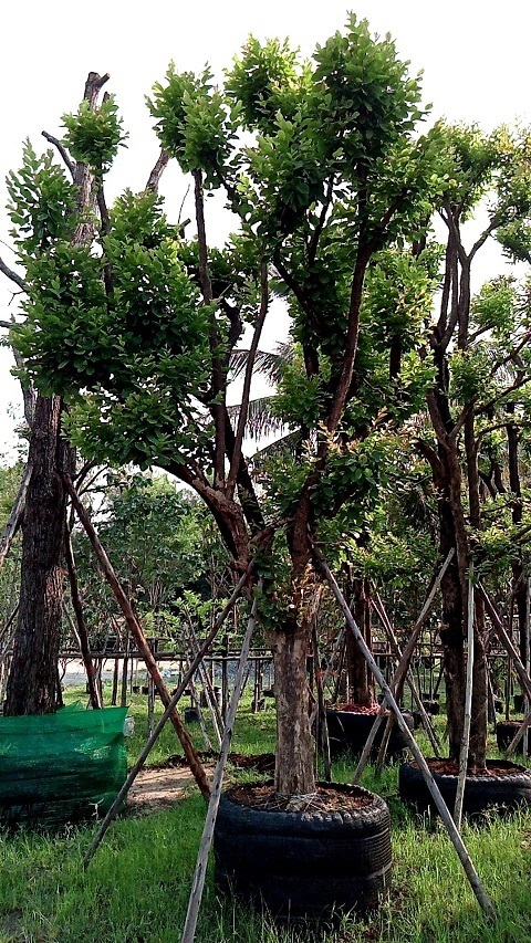 ต้นหมากเม่า  | โชคพันธุ์ไม้ - เมืองปราจีนบุรี ปราจีนบุรี