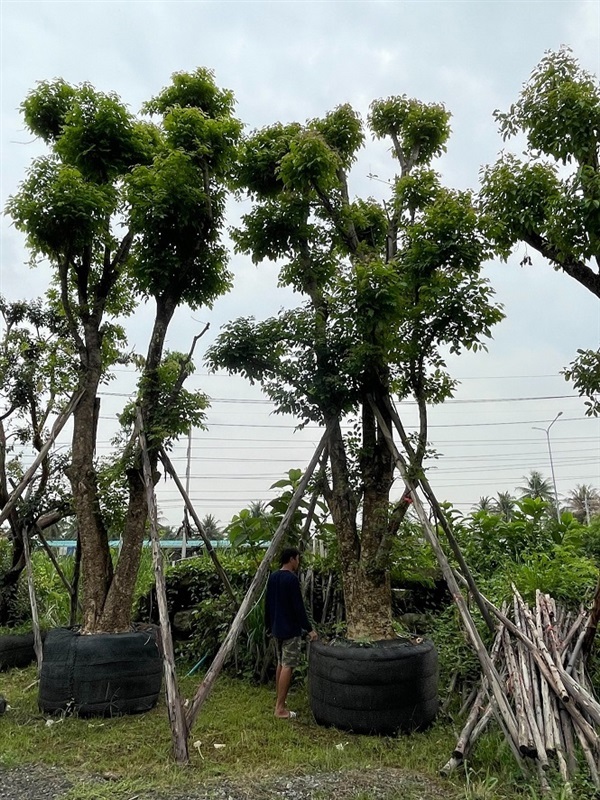 แคนา | โชคพันธุ์ไม้ - เมืองปราจีนบุรี ปราจีนบุรี