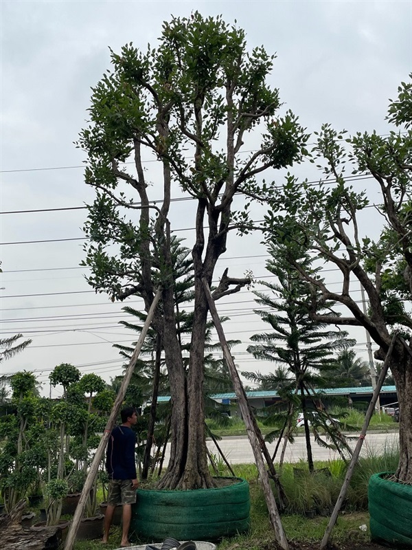 ต้นพูนทรัพย์  | โชคพันธุ์ไม้ - เมืองปราจีนบุรี ปราจีนบุรี