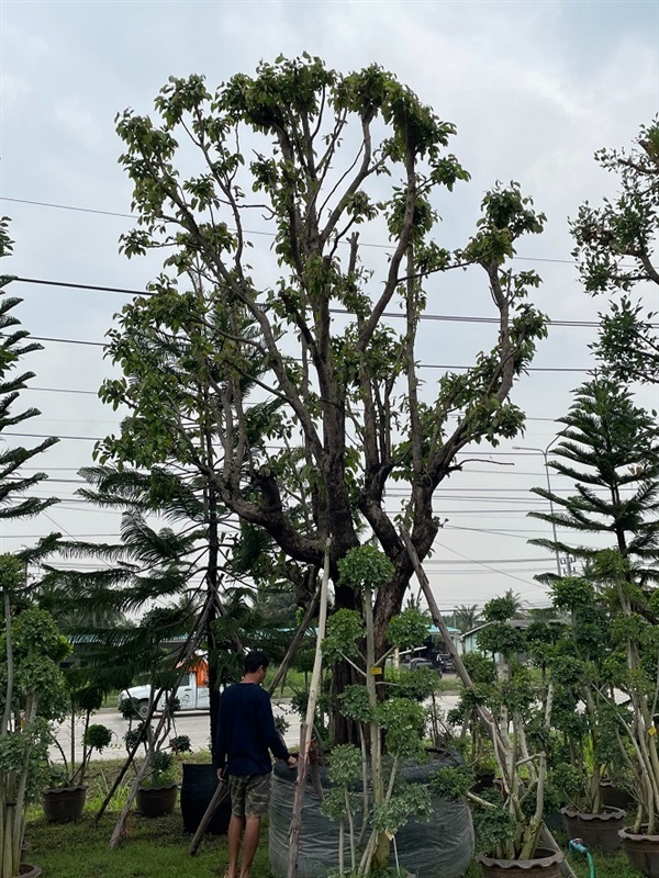 ต้นพูนทรัพย์ | โชคพันธุ์ไม้ - เมืองปราจีนบุรี ปราจีนบุรี