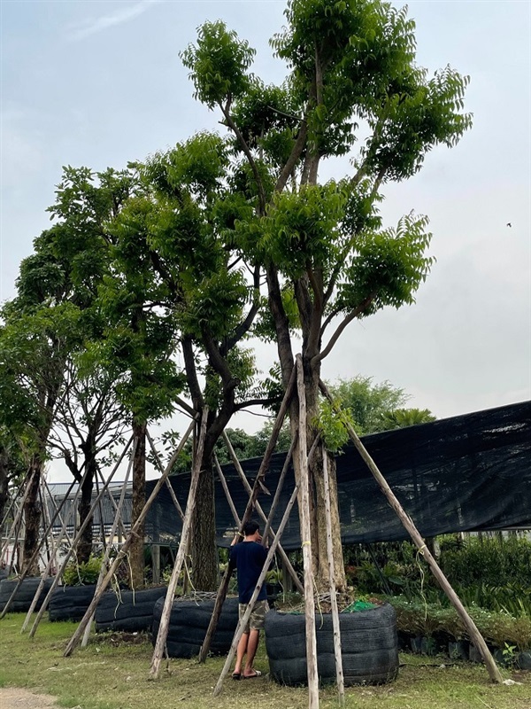 ต้นสะเดา | โชคพันธุ์ไม้ - เมืองปราจีนบุรี ปราจีนบุรี