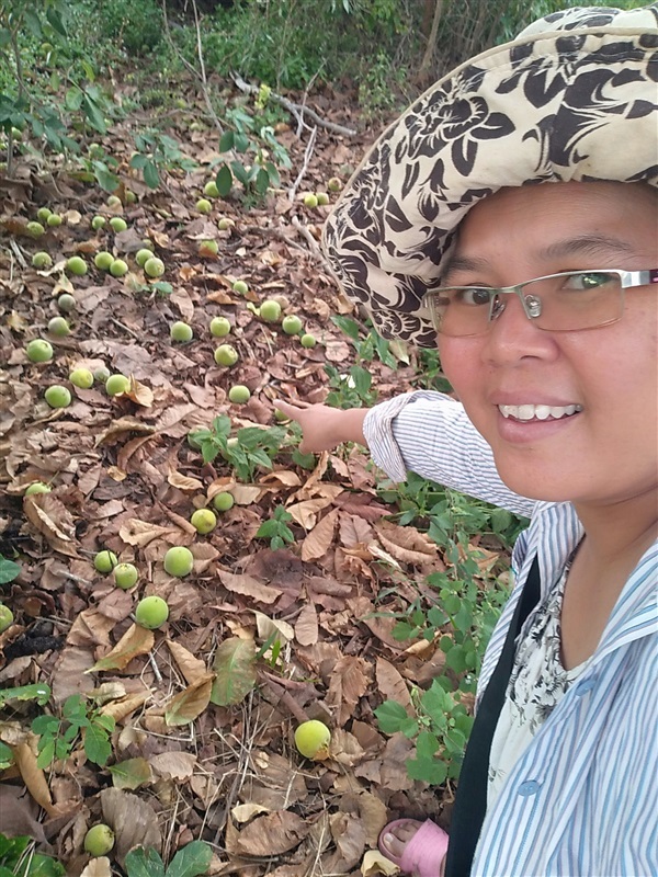 กระโดน | เมล็ดพันธุ์ดี เกษตรวิถีไทย - เมืองระยอง ระยอง