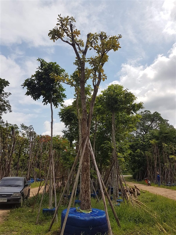 กระโดน | สวน ป.สมพงษ์ - แก่งคอย สระบุรี