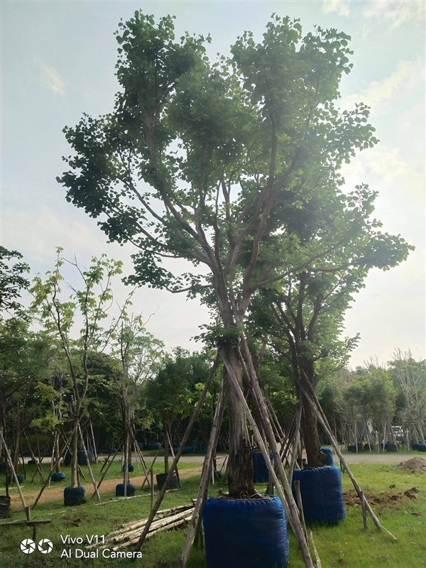 ต้นเสี้ยวป่า14 นิ้ว | สวนรุ่งเรือง  ไม้ล้อม -  ปทุมธานี