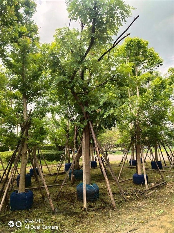 คูณชมพู 7" | สวนรุ่งเรือง  ไม้ล้อม -  ปทุมธานี