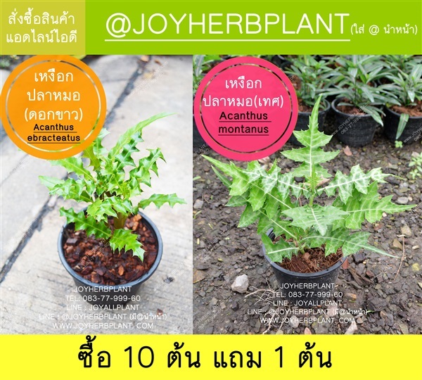 เหงือกปลาหมอ ซื้อ 10แถม 1