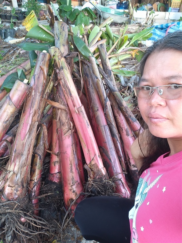 หน่อกล้วยนาก กล้วยนาค | เมล็ดพันธุ์ดี เกษตรวิถีไทย - เมืองระยอง ระยอง